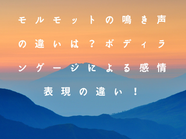モルモットの鳴き声の違いは？ボディランゲージによる感情表現の違い！
